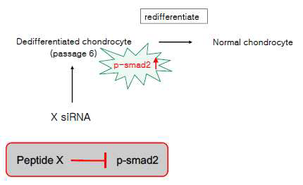 Peptide X에 의한 연골재생 전략도