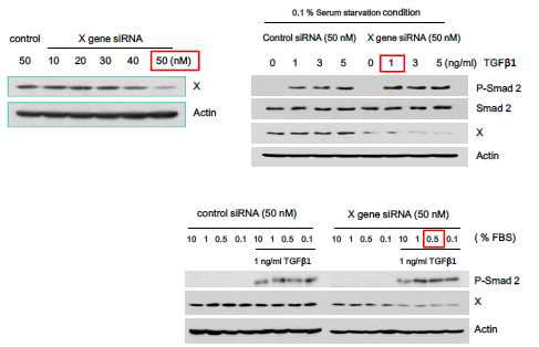 Smad2 인산화 실험조건