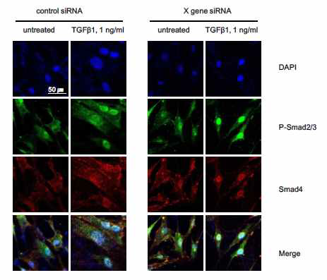 PeptideX에 의한 Smad2의 핵내 이동