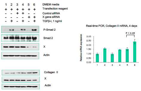 peptide X에 의한 Smad2 인산화 증가