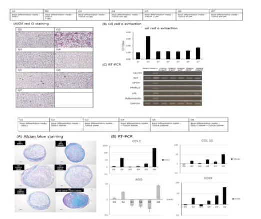 Tudca에 의한 지방분화 억제 및 연골분화 증진