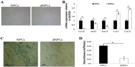 NPCs와 dNPCs의 특성 분석.