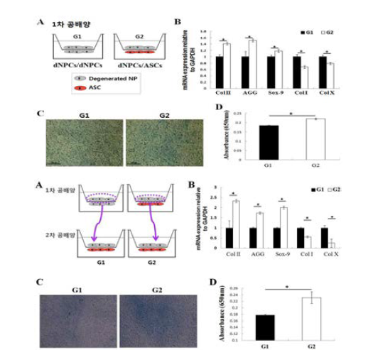 1차 공배양 수행 후 dNPCs의 특성 분석.