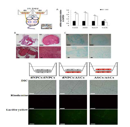 ASC 세포 위에서 2차 공배양 수행 후 dNPCs의 특성 분석.