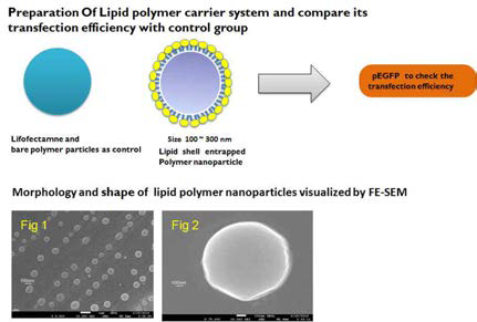 Lipid nanoparticle 형태 분석