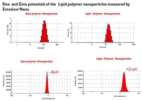 Nanoparticle size 분석