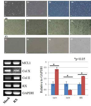 계대배양과정 동안의 연골세포의 노화 및 탈분화 정도 관찰