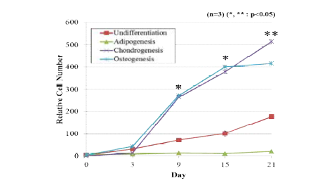 인간 지방유래 줄기세포의 지방, 연골, 골 분화 동안의 세포 분열