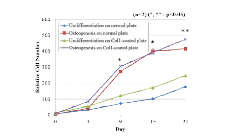 Col1이 코팅된 배양접시와 일반 배양접시에서 인간 지방유래 줄기세포의 골 분화 동안의 세포 분열
