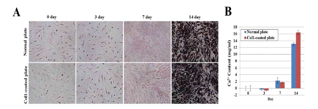 Col1이 코팅된 배양접시와 일반 배양접시에서 인간 지방유래 줄기세포의 골 분화 효율
