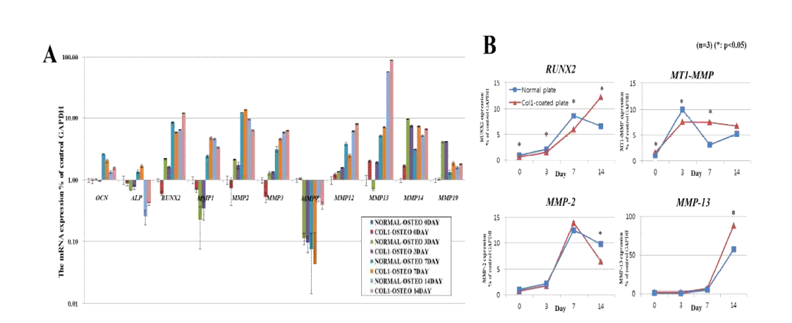Col1이 코팅된 배양접시와 일반 배양접시에서 인간 지방유래 줄기세포의 골 분화동안에 골 분화 표지 유전자 및 세포외 기질분해효소(MMP)의 유전자 발현