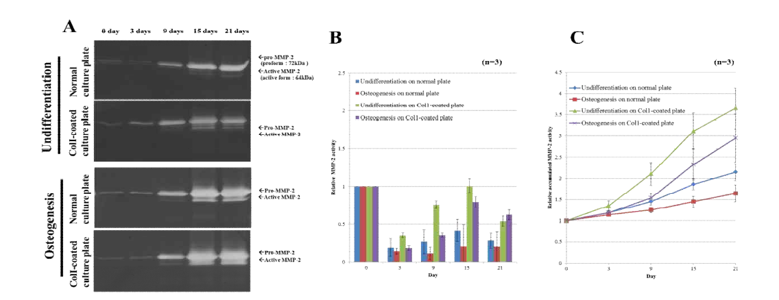 Col1이 코팅된 배양접시와 일반 배양접시에서 인간 지방유래 줄기세포의 골 분화 동안의 세포외 기질 분해효소(MMP)의 발현
