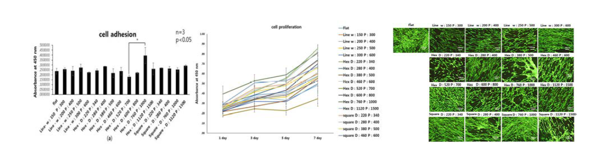 Nanopattern위에서 cell adhesion과 proliferation, cell viability 관찰