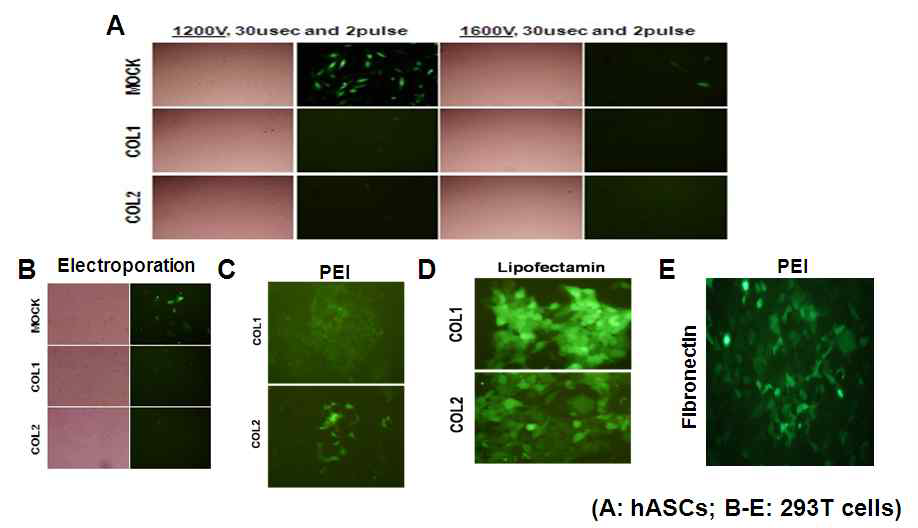 Collagen I/II, Fibronectin 벡터의 세포내 도입 및 발현 확인