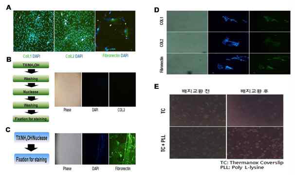 지지세포에서의 ECM 단백질 발현과 탈세포화기법 적용 및 최적화