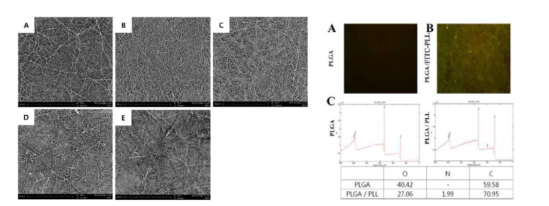 나노섬유 제작 및 PLGA/PLL 나노섬유의 PLL 분석