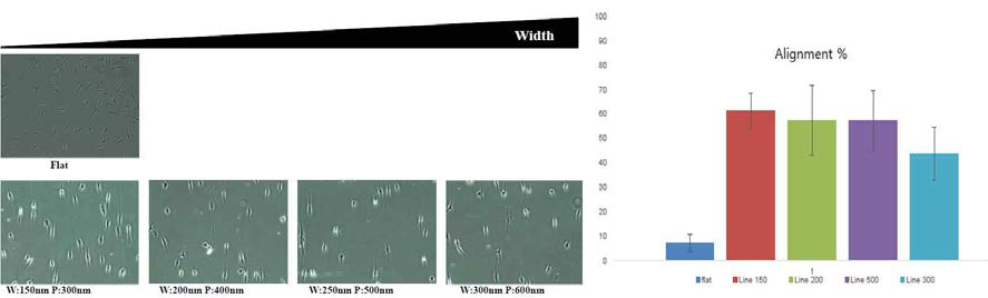 Line 패턴의 나노표면 배양기 위에서 배양된 줄기세포의 형태