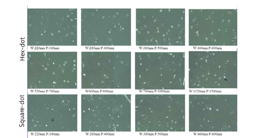 Hex과 Square 패턴의 나노표면 배양기 위에서 배양된 줄기세포의 형태