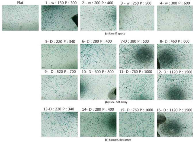 나노표면 배양기에서의 줄기세포의 노화억제효율 확인