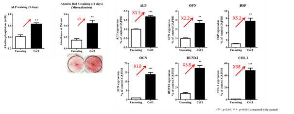 Col1이 코팅된 배양접시 위에서의 줄기세포의 골분화