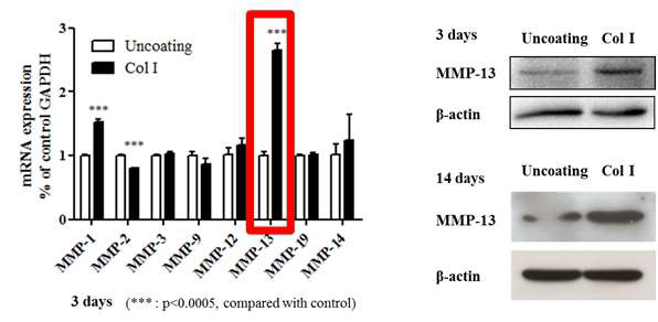 Col1에 의한 세포외 기질 분해효소(MMP-13)의 발현증가