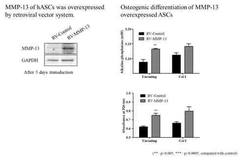 MMP-13이 과발현된 줄기세포를 이용한 골분화유도