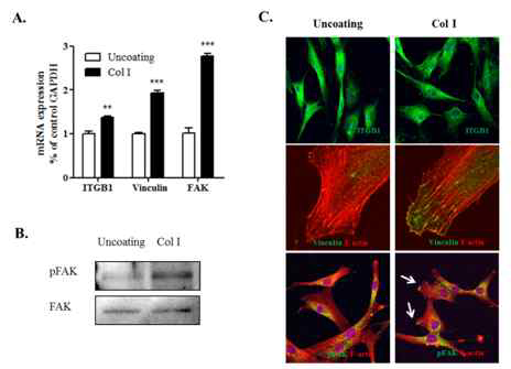 Col1에 의한 줄기세포의 focal adhesion protein 의 발현