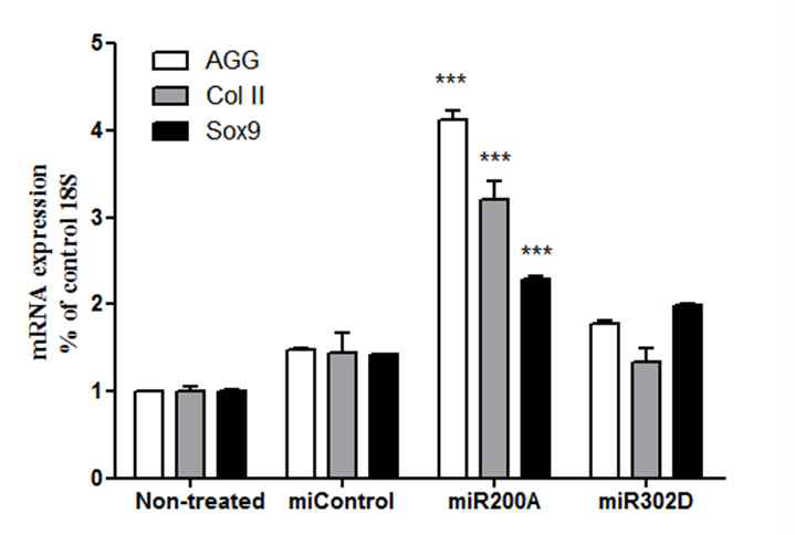 microRNA가 처리된 줄기세포의 연골분화 표지유전자의 발현