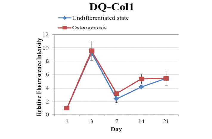 DQ-Col1위에서 줄기세포의 골분화를 유도한 후 형광강도 측정