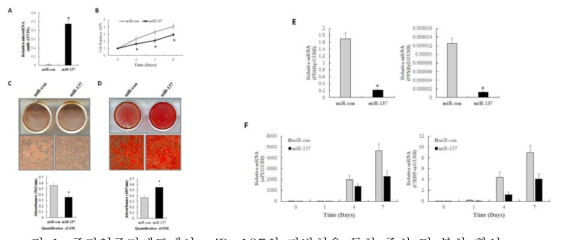 중간엽줄기세포에서 miR-137의 과발현을 통한 증식 및 분화 확인