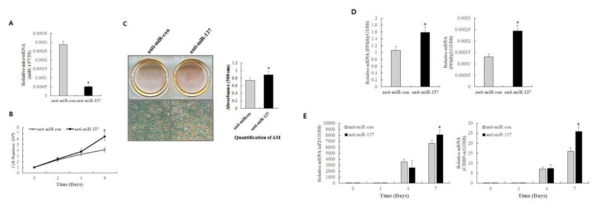 중간엽줄기세포에서 miR-137의 발현억제를 통한 증식 및 분화 확인
