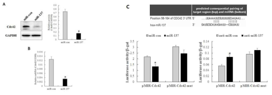 중간엽줄기세포에서 miR-137에 의한 CDC42의 조절 확인