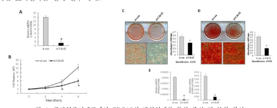 중간엽줄기세포에서 CDC42의 발현억제를 통한 증식 및 분화 확인