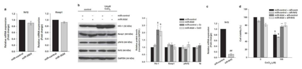 keap1/Nrf2 pathway와 miR-302에 의한 산화제 유도 세포사멸간의 연관관계