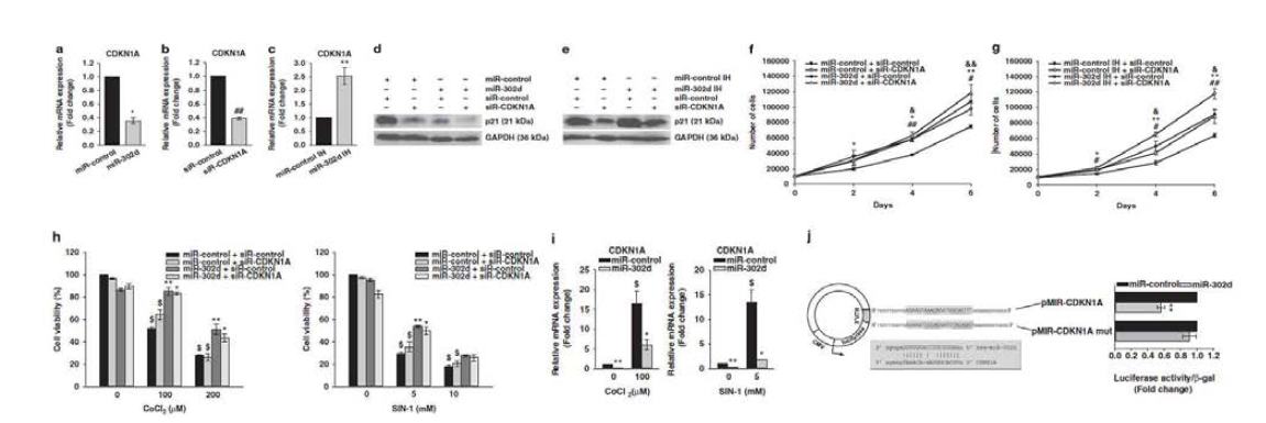 miR-302에 의한 지방줄기세포의 증식과 CDKN1A의 발현 간의 연관관계