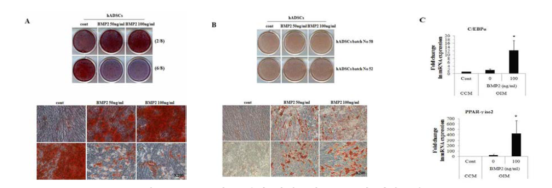 hADSC의 골분화 과정동안 BMP2의 역할규명