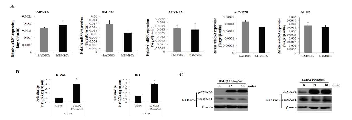 hADSC와 hBMSC의 BMP2 downstream signal 발현 분석
