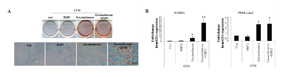 dexamethasone 존재 시 hADSC의 BMP2에 의한 지방분화 효과