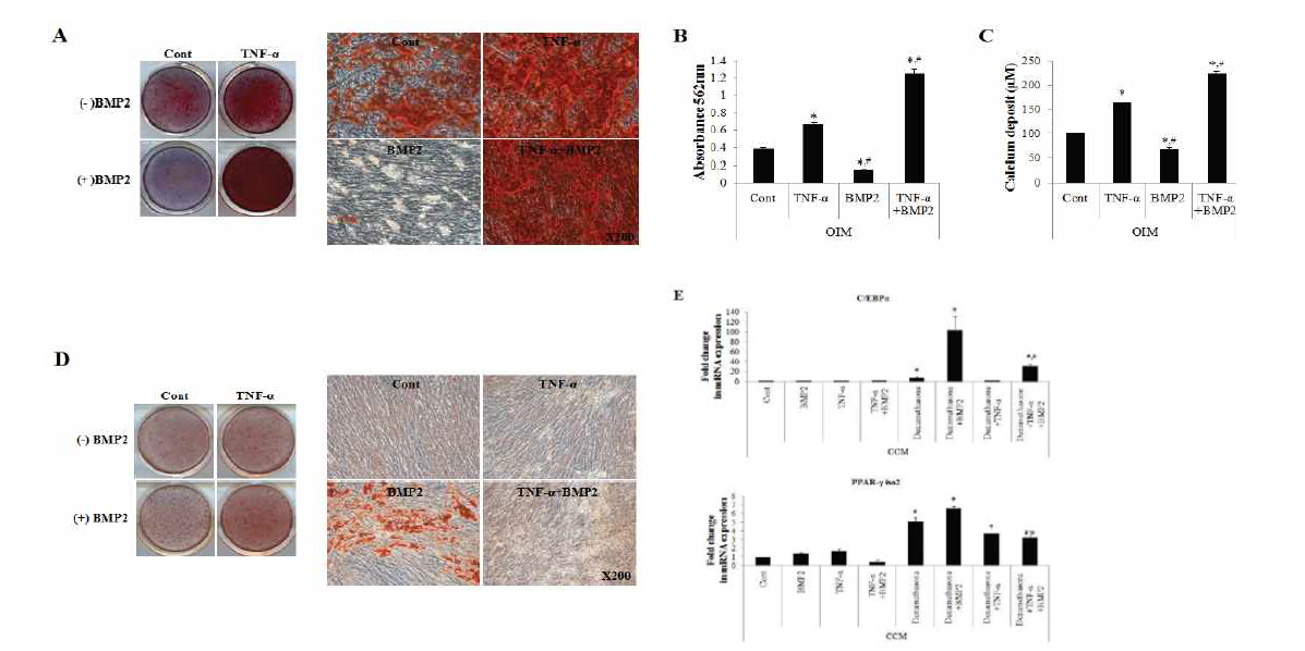 hADSC에서 BMP2와 TNFα에 의한 상효작용 효과
