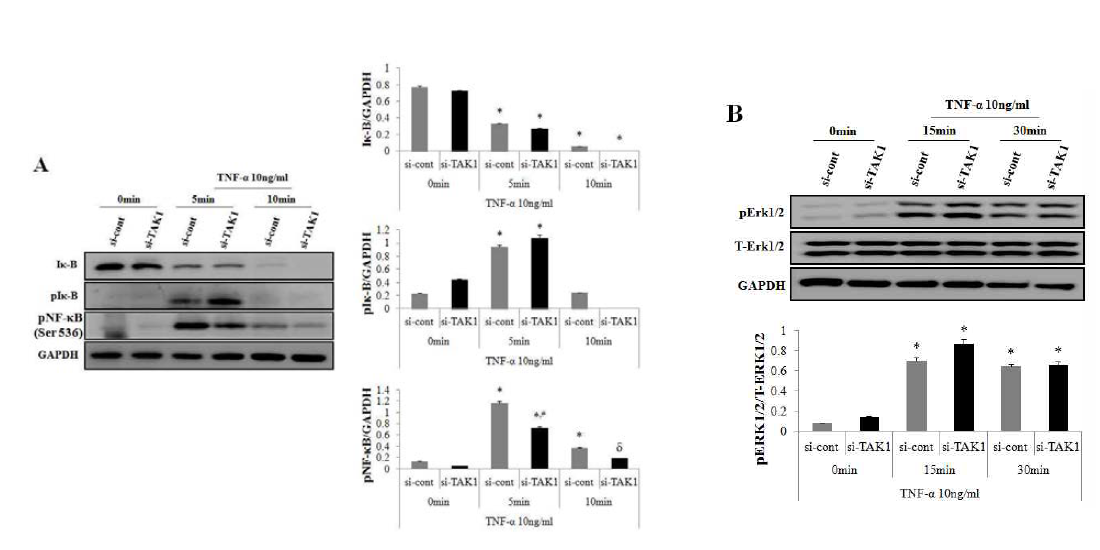 TNFα에 의한 IκB, NF-κB, ERK activation에 대한 TAK1의 효과