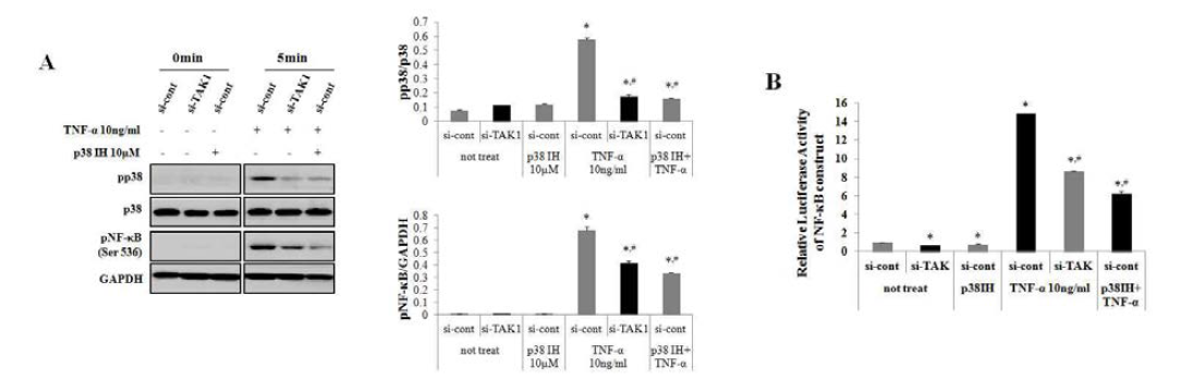 p38 억제 후 TNFα에 의한 NF-κB와 p38 phosphorylation에 대한 효과