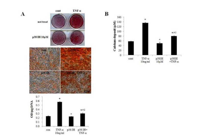 p38 억제 후 TNFα에 의한 hADSC의 골분화 효과