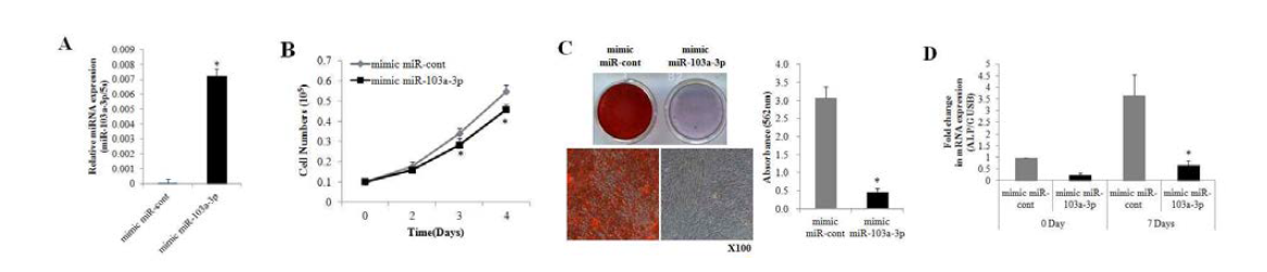 hADSC에서 miR-103a-3p의 과발현을 통한 세포증식 및 골분화 분석