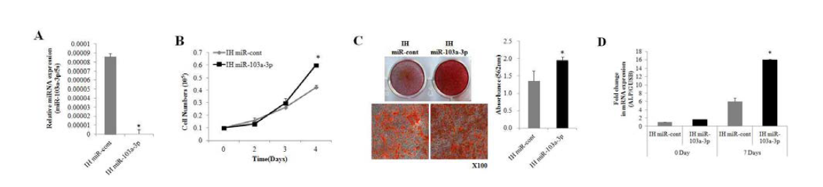 hADSC에서 miR-103a-3p의 발현 억제를 통한 세포증식 및 골분화 분석