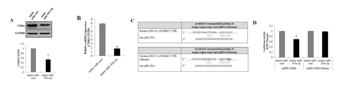 hADSC에서 miR-103a-3p에 의한 CDK6의 조절 확인