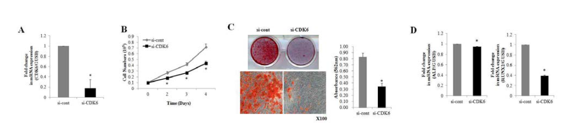 hADSC에서 CDK6의 억제를 통한 세포증식 및 골분화 분석