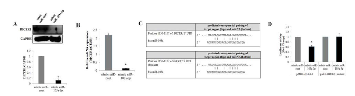hADSC에서 miR-103a-3p에 의한 DICER1의 조절 확인