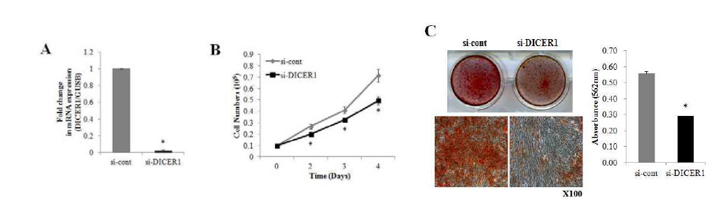 hADSC에서 DICER1의 억제를 통한 세포증식 및 골분화 분석