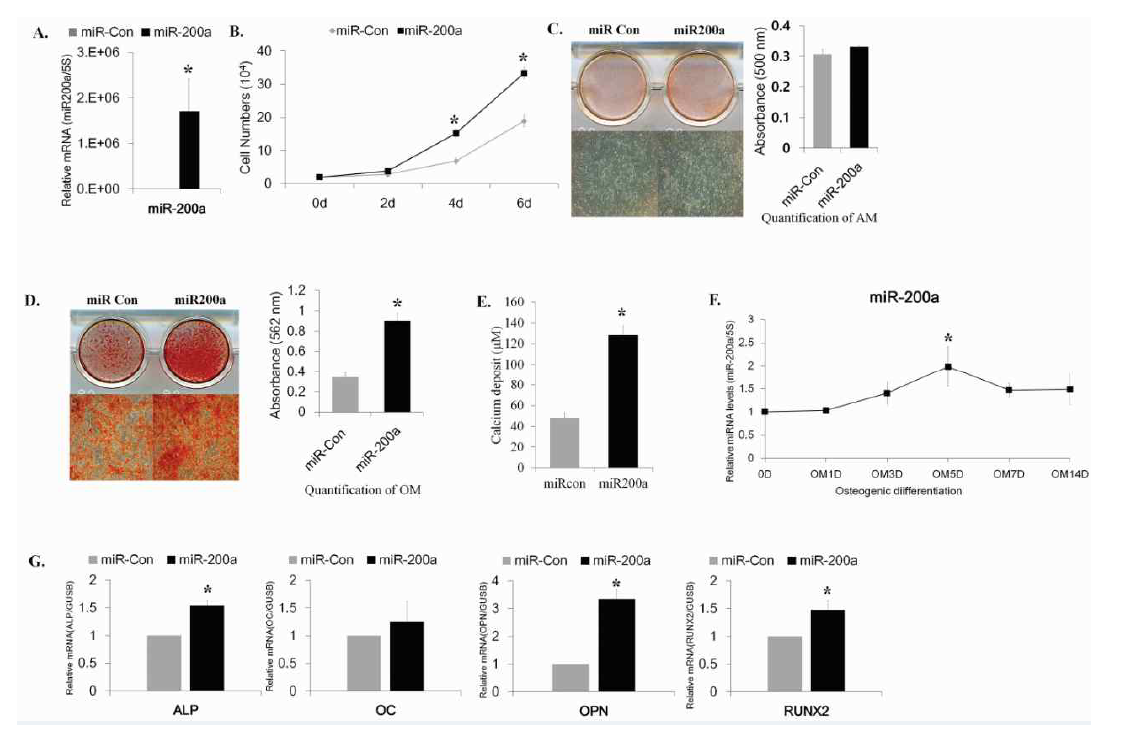 miR-200a의 과발현에 의한 지방줄기세포의 골분화 및 증식 촉진효과