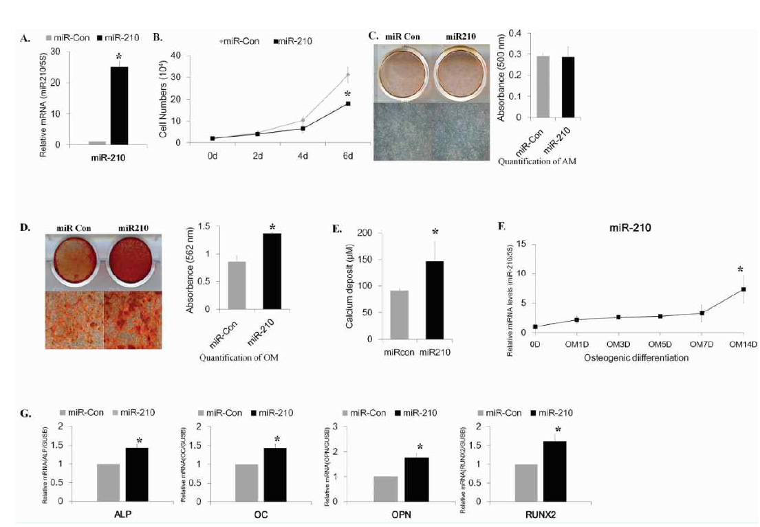 miR-210의 과발현에 의한 지방줄기세포의 증식을 억제 및 골분화 증가효과